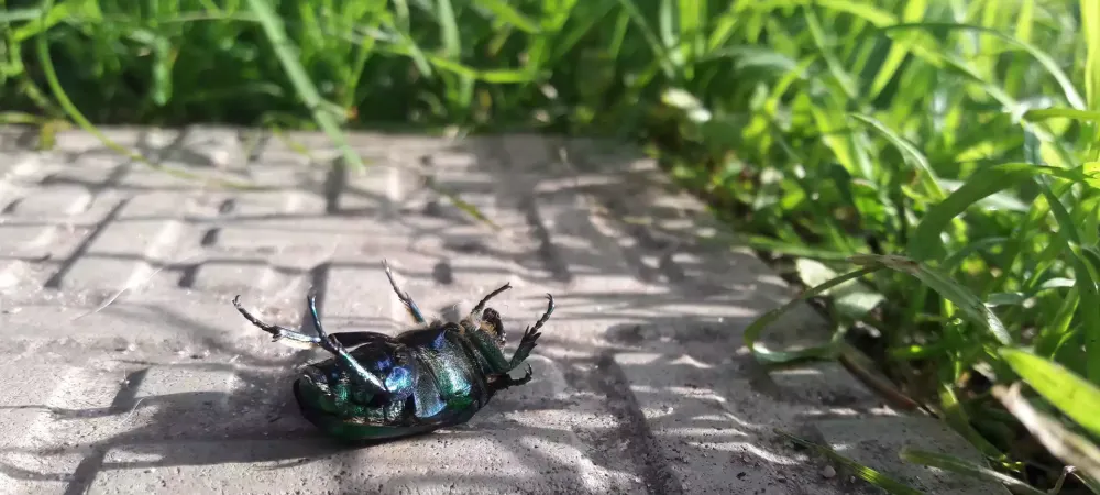 bug-upside-down