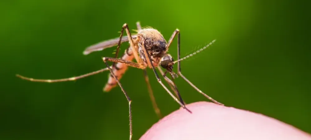 mosquito landing on someone's arm