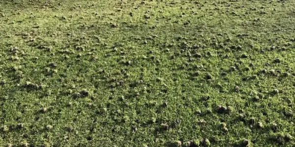 aeration-holes