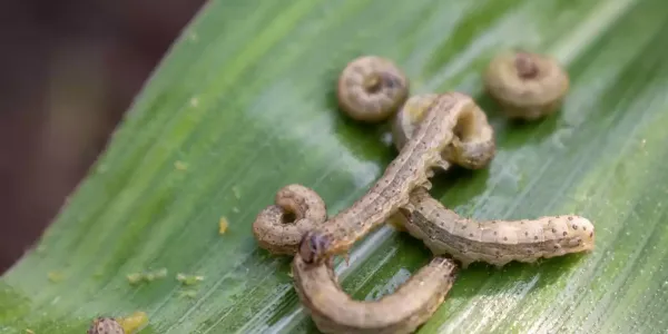 armyworm-on-plant