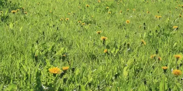 dandelion-weeds-flourishingin-fertilized