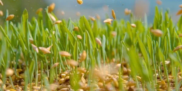 seeds-falling-from-being-poured