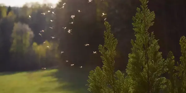 mosquito-in-yard