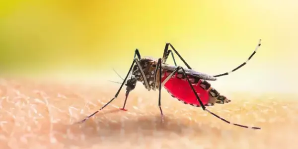 mosquito_on_skin