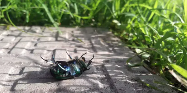 bug-upside-down