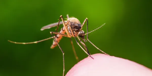 mosquito landing on someone's arm